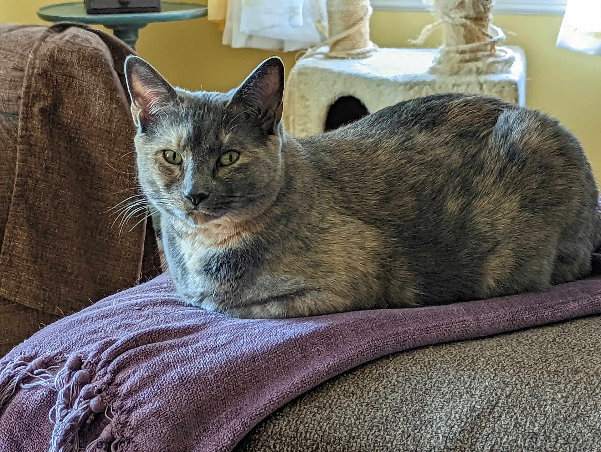 Nutmeg