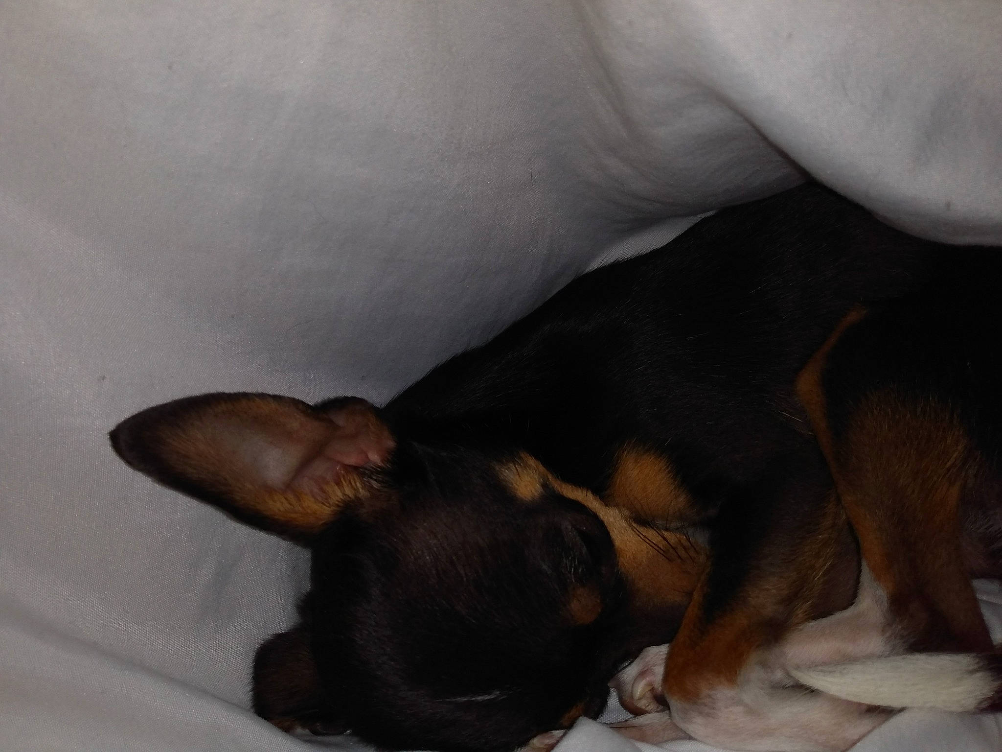 Seko a rejoint le concours — aidez-le/la à gagner de superbes lots ! canidae, carnivore, comfort, companion_dog, dog, dog_breed, ear, fawn, fur, guard_dog, linens, nap, paw, puppy_love, snout, sporting_group, toy_dog, vertebrate, whiskers, working_animal