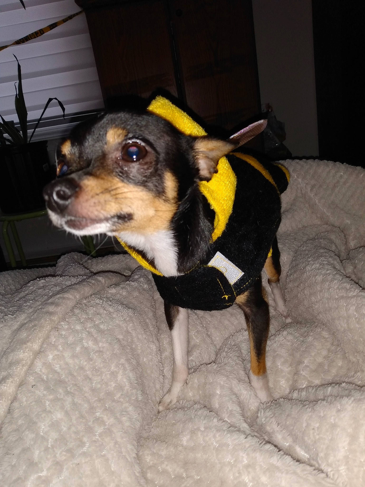 Seko a rejoint le concours — aidez-le/la à gagner de superbes lots ! canidae, carnivore, claw, collar, companion_dog, dog, dog_breed, dog_collar, dog_supply, ear, fawn, fur, paw, pinscher, puppy, sporting_group, toy_dog, whiskers, working_animal, working_dog