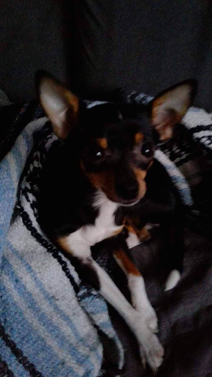 Seko a rejoint le concours — aidez-le/la à gagner de superbes lots ! canidae, carnivore, comfort, companion_dog, dog, dog_breed, ear, fawn, fur, snout, sporting_group, terrestrial_animal, toy_dog, whiskers, working_animal