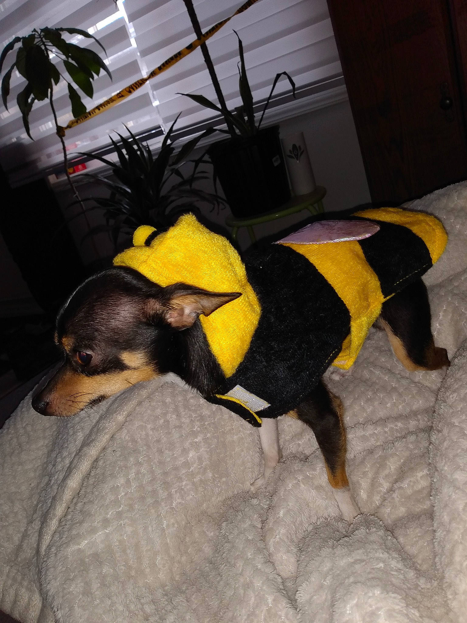 Seko a rejoint le concours — aidez-le/la à gagner de superbes lots ! carnivore, comfort, companion_dog, dog, dog_breed, dog_supply, door, fawn, floor, flooring, flowerpot, houseplant, mammal, plant, snout, sporting_group, tail, vertebrate, window, working_animal