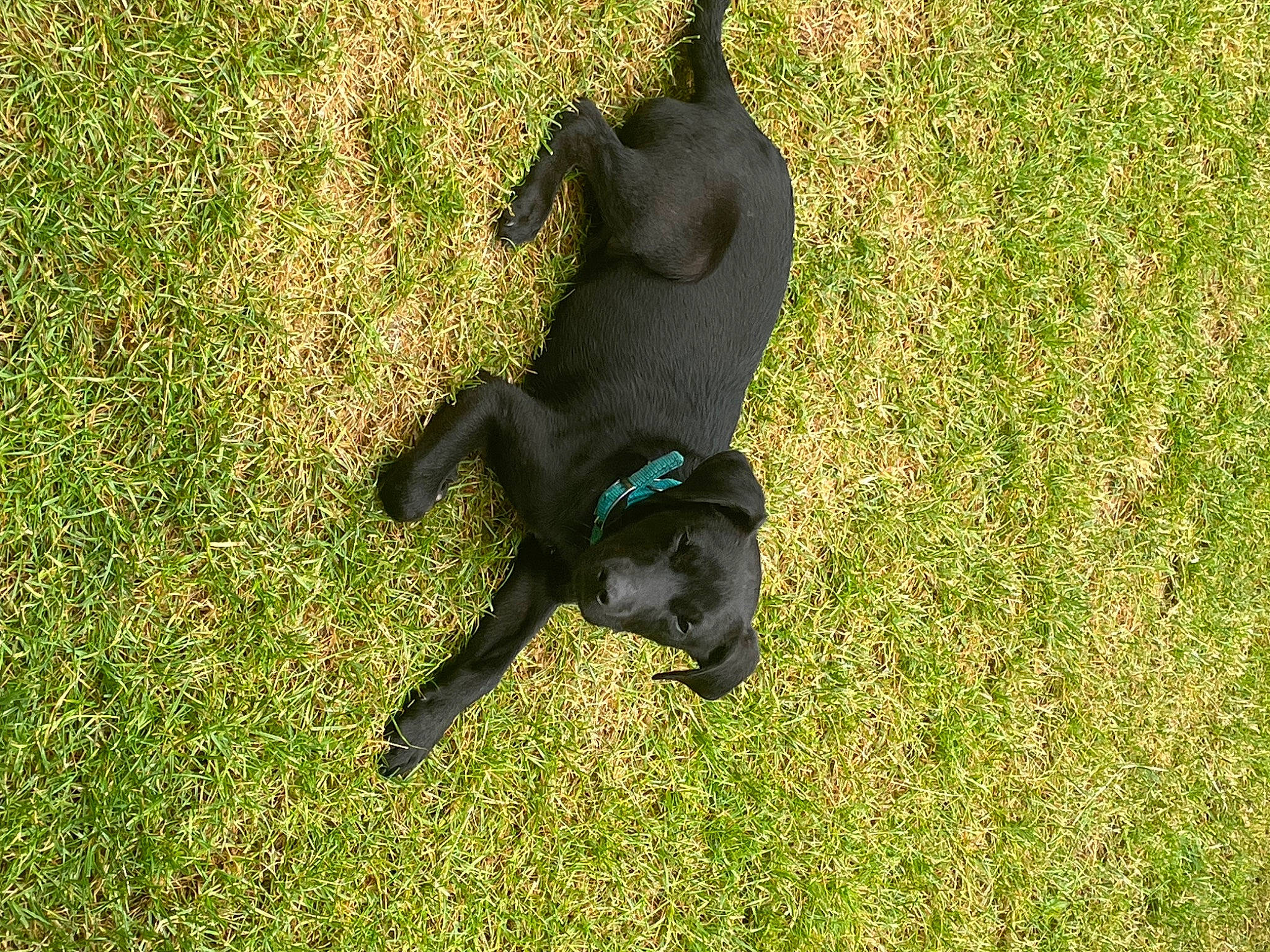 Jack participe au concours pour gagner de l'argent avec cette photo : borador, canidae, carnivore, comfort, companion_dog, dog, dog_breed, grass, grassland, groundcover, guard_dog, lawn, non_sporting_group, pasture, plant, shadow, sporting_group, tail, terrestrial_animal, working_animal