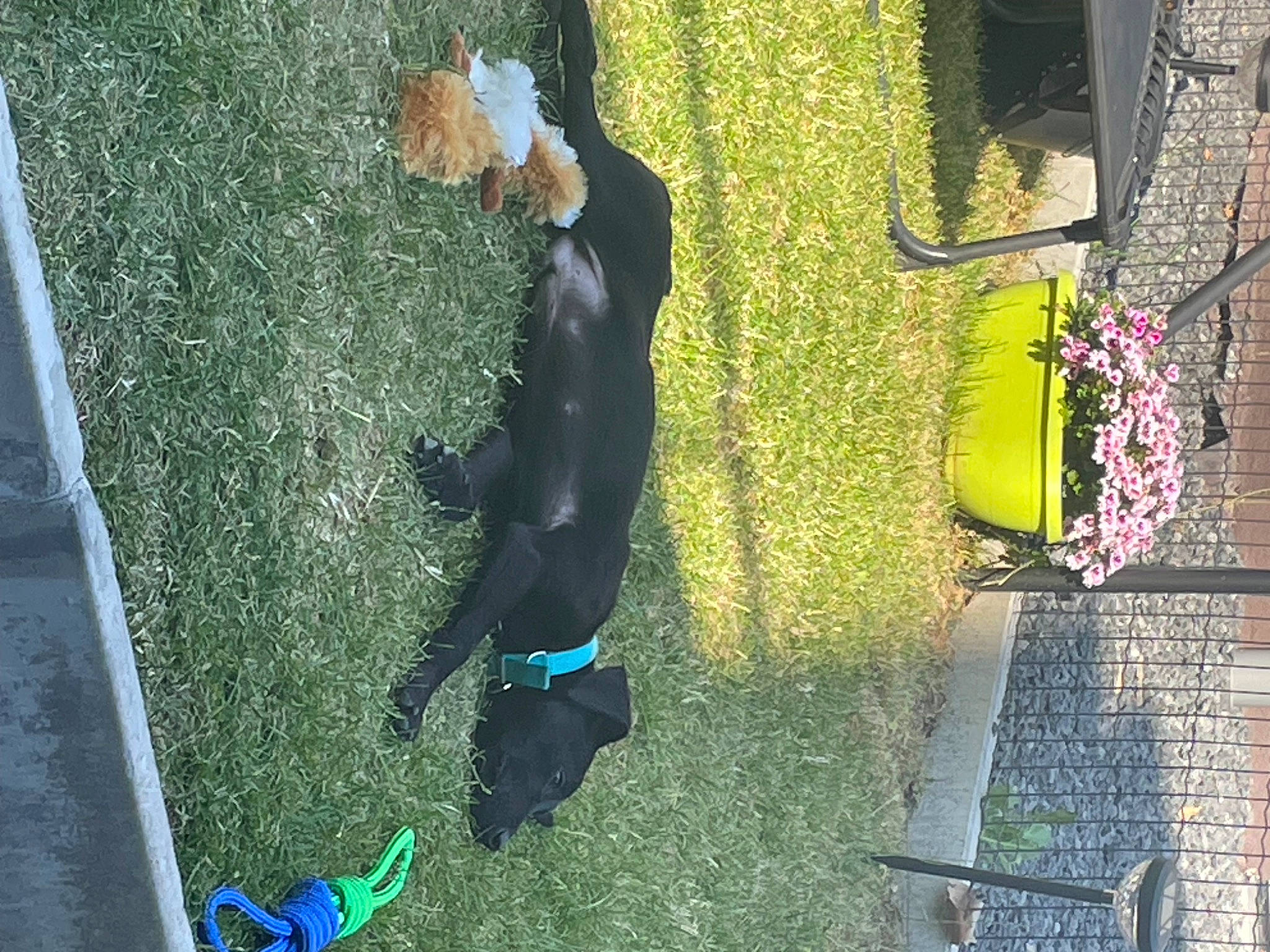 Jack participe au concours pour gagner de l'argent avec cette photo : asphalt, canidae, carnivore, companion_dog, dog, dog_breed, door, electric_blue, flooring, fun, grass, lawn, leisure, plant, recreation, road_surface, shadow, sidewalk, sporting_group, tail