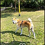 Reïko participe au concours pour gagner de l'argent avec cette photo : dog, leash, grass, tree, park, sunlight, outdoor, nature, pet, canine, happy, walking, daytime, greenery, shadow, animal, fur, collar, summer, playful