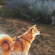 Reïko participe au concours pour gagner de l'argent avec cette photo : dog, animal, outdoor, leash, harness, path, grass, bushes, trees, sky, pet, canine, walking, nature, fur, tail, alert, daytime, park, scenery