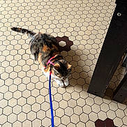 Frida a rejoint le concours — aidez-le/la à gagner de superbes lots ! animal, black, brown, calico_cat, cat, closeup, domestic_cat, feline, floor, flooring, harness, hexagonal_tiles, home, indoor, leash, pet, resting, sitting, tile_pattern, white