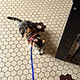 animal, black, brown, calico_cat, cat, closeup, domestic_cat, feline, floor, flooring, harness, hexagonal_tiles, home, indoor, leash, pet, resting, sitting, tile_pattern, white