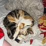 bed, black, blanket, calico, cat, comfort, cozy, curled_up, fabric, fur, human_leg, indoor, orange, paw, resting, sleeping, soft_texture, striped, tail, white