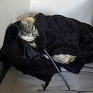 Frida participe au concours pour gagner de l'argent avec cette photo : animal, black_fur, cat, corner, cozy, curled_up, cushion, fur, home, indoor, jacket, nap, pet, quiet, relaxed, resting, sleeping, snuggled, soft_texture, tabby