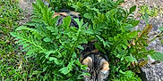 Frida a rejoint le concours — aidez-le/la à gagner de superbes lots ! animal, cat, daisy, flagstone, flower, garden, grass, herbal, herbs, kitten, leaf, nature, outdoors, path, pet, plant, slate, soil, vegetation, walkway