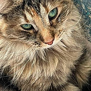 Jade joined the competition — help win amazing prizes! animal, beautiful, cat, close_up, cute, domestic_cat, face, feline, fluffy, fur, green_eyes, indoor, mammal, pet, portrait, relaxed, resting, soft_texture, tabby, whiskers