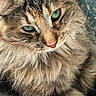 animal, beautiful, cat, close_up, cute, domestic_cat, face, feline, fluffy, fur, green_eyes, indoor, mammal, pet, portrait, relaxed, resting, soft_texture, tabby, whiskers