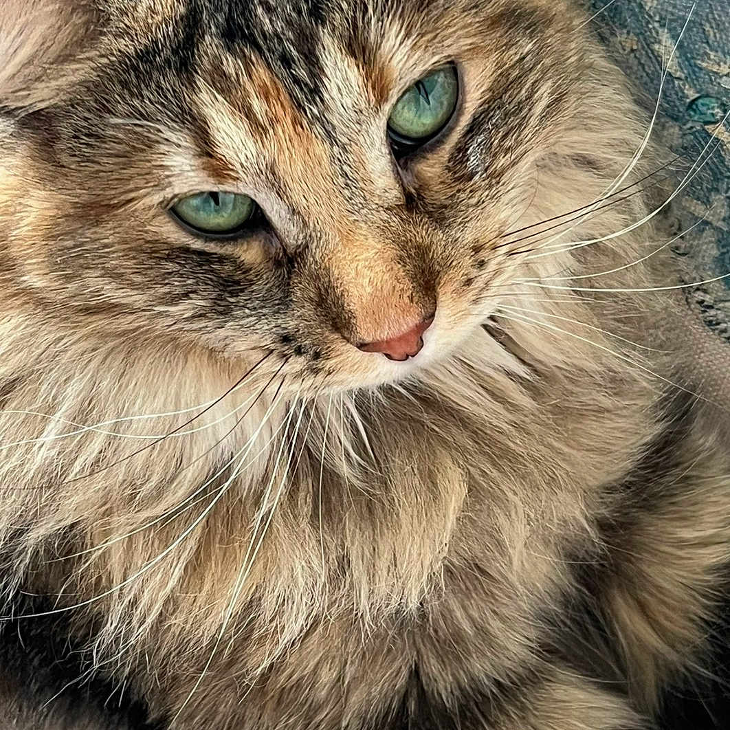 Jade