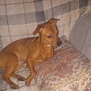 Whisky joined the competition — help win amazing prizes! dog, small_dog, brown_dog, couch, blanket, pillow, indoor, pet, resting, furniture, plaid_pattern, decorative_pillow, relaxed, animal, canine, living_room, cozy, domestic, comfortable, side_view