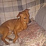 dog, small_dog, brown_dog, couch, blanket, pillow, indoor, pet, resting, furniture, plaid_pattern, decorative_pillow, relaxed, animal, canine, living_room, cozy, domestic, comfortable, side_view