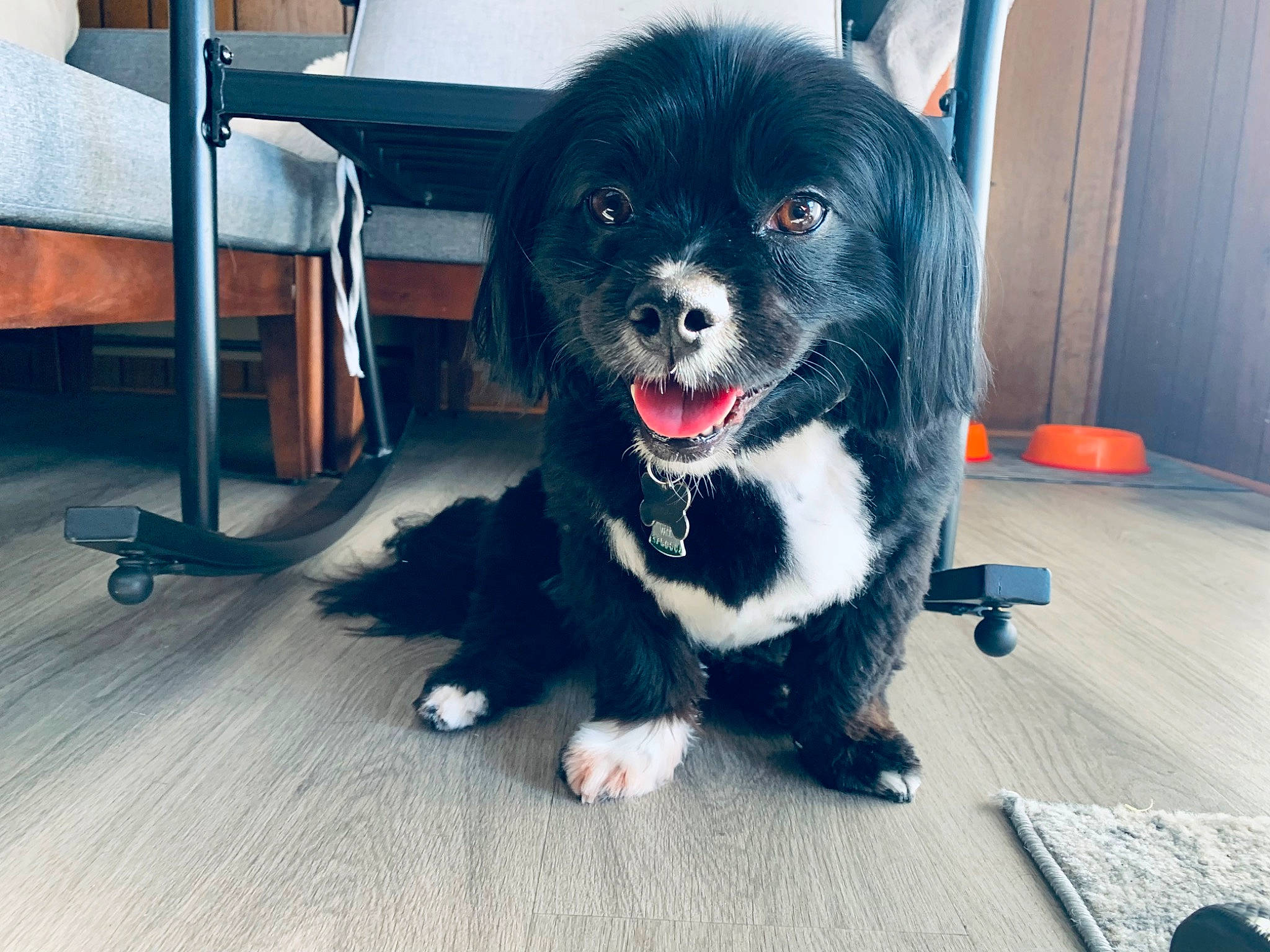 Cubby joined the competition — help win amazing prizes! automotive_tire, borador, canidae, carnivore, collar, companion_dog, dog, dog_breed, dog_collar, dog_supply, electric_blue, floor, flooring, fur, herding_dog, snout, sporting_group, whiskers, working_animal, working_dog