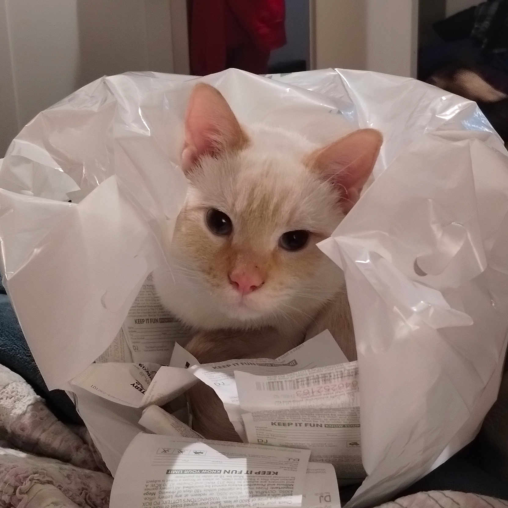 Jack is registered to the contest to win money with this photo: abyssinian, adult, angora, animal, bag, cat, document, garbage, kitten, male, man, manx, paper, person, pet, plastic, plasticbag, receipt, text, trash