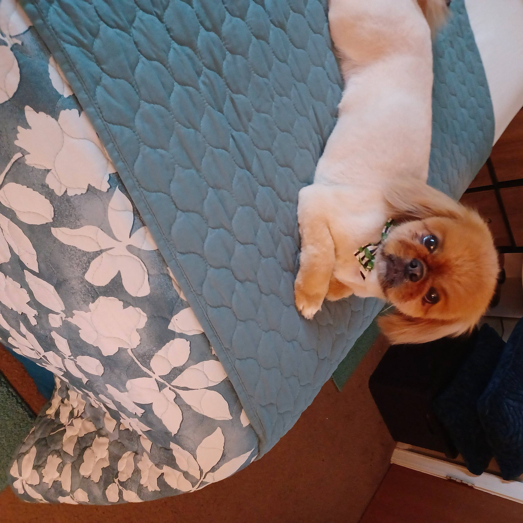 Oscar joined the competition — help win amazing prizes! arm, art, companion_dog, couch, elbow, eyewear, fashion_accessory, finger, gesture, glasses, hand, human_leg, pattern, plant, sleeve, sunglasses, textile, thigh, waist, wrist