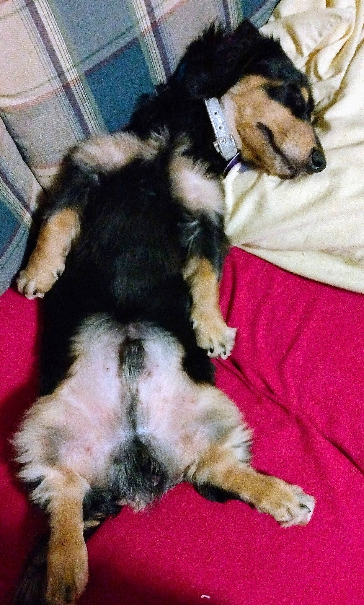 Gizmo joined the competition — help win amazing prizes! bernese_mountain_dog, canidae, carnivore, claw, comfort, companion_dog, dog, dog_breed, fur, herding_dog, nap, paw, sporting_group, tail, terrestrial_animal, working_animal, working_dog