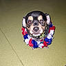 dog, small_dog, one_eye_closed, flower_collar, red, white, blue, pet, indoor, floor, cute, animal, portrait, looking_up, canine, close_up, fur, collar, sitting, winking