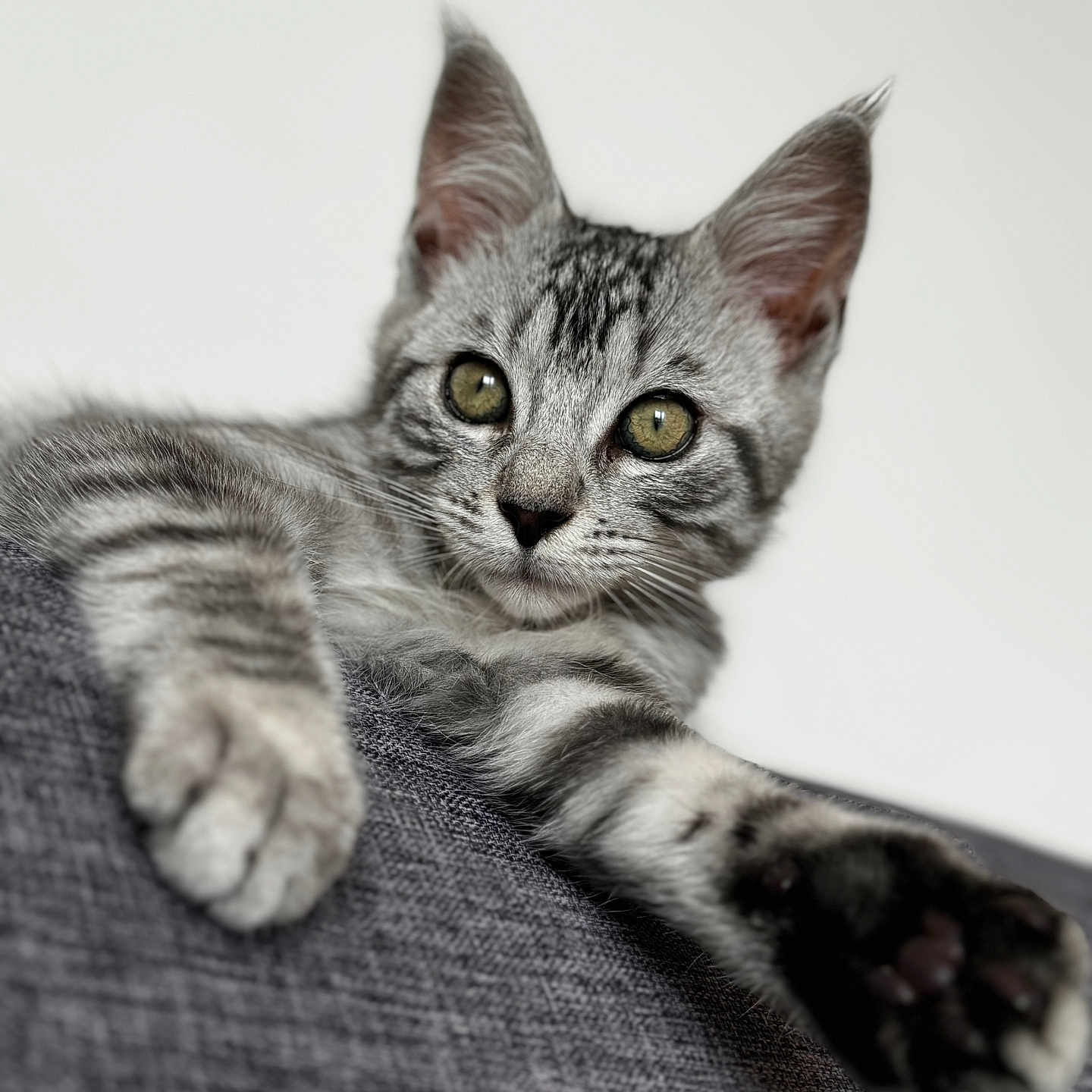 Voltaire a rejoint le concours — aidez-le/la à gagner de superbes lots ! abyssinian, animal, cat, claw, couch, electronics, furniture, hardware, hook, kitten, manx, pet, siamese