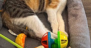 Coral joined the competition — help win amazing prizes! animal, calico, cat, closeup, colorful, cozy, curious, cute, domestic_cat, floor, fur, indoor, kitten, pet_bed, petsupplies, playful, resting, small, toy, young