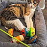 kitten, cat, calico, pet_bed, toy, colorful, indoor, curious, fur, animal, playful, closeup, cozy, resting, young, domestic_cat, cute, small, petsupplies, floor