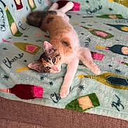 Coral is registered to the contest to win money with this photo: kitten, cat, blanket, couch, indoor, pet, fur, stretching, cozy, colorful, pattern, champagne_bottle, cheers, relaxed, young_cat, animal, domestic, cute, feline, resting