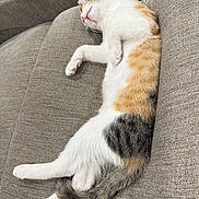 Coral joined the competition — help win amazing prizes! animal, black, cat, couch, cute, fabric, feline, fur, indoor, kitten, orange, paw, pet, relaxed, resting, sleeping, tail, tricolor, whiskers, white