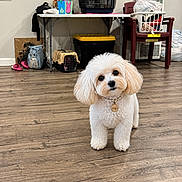 Gigi joined the competition — help win amazing prizes! dog, small_dog, fluffy, white_dog, pet, indoor, wooden_floor, collar, dog_tag, household_items, bird_cage, pet_carrier, laundry_basket, chair, table, bag, shoes, flooring, cute, animal