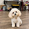 animal, chair, collar, companion, curious, cute, dog, domestic, flooring, fluffy, household_items, indoor, laundry_basket, pet, pet_carrier, puppy, small_dog, table, tilted_head, wood_floor
