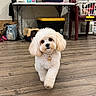 Gigi is registered to the contest to win money with this photo: dog, indoor, wooden_floor, pet_collar, pet_carrier, table, chair, laundry_basket, flooring, small_dog, fluffy, walking, cute, domestic, home, living_space, furniture, toy_basket, canine, pet