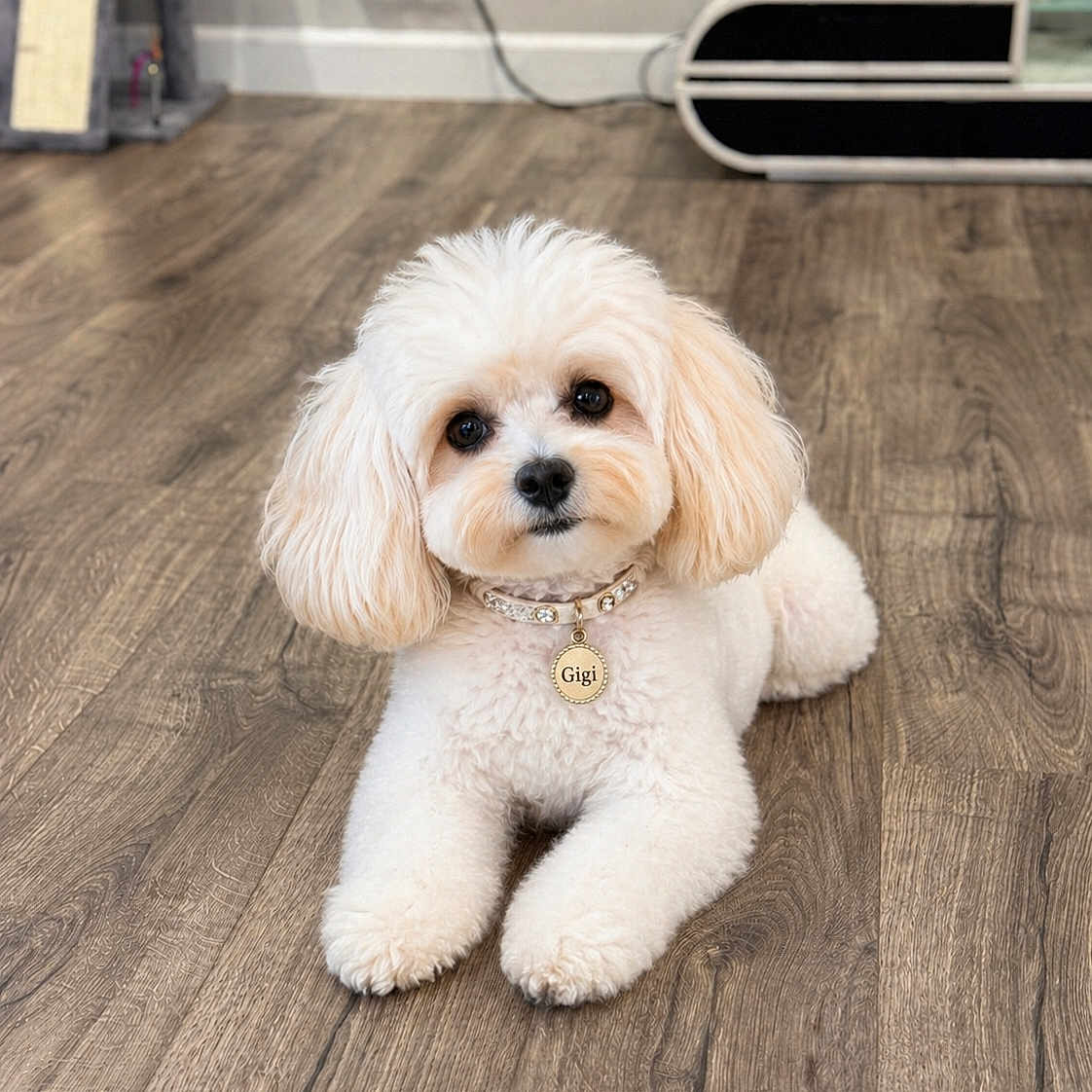 Gigi is registered to the contest to win money with this photo: dog, white_dog, fluffy, pet, indoor, wooden_floor, collar, tag, cute, animal, small_dog, lying_down, flooring, fur, ears, eyes, nose, domestic, companion, relaxed