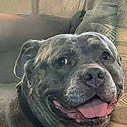 Prince joined the competition — help win amazing prizes! dog, smiling, tongue_out, pet, indoor, couch, collar, happy, canine, closeup, furniture, living_room, brown, seat_cushion, domestic_animal, friendly, animal_portrait, relaxed, companion, household