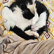 Rocket participe au concours pour gagner de l'argent avec cette photo : cat, black_and_white, sleeping, curled_up, blanket, bed, hand, cozy, fur, paw, indoor, resting, comfort, patterned_bedding, yellow, white, beige, human, relaxation, cute