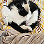 cat, black_and_white, sleeping, curled_up, blanket, bed, hand, cozy, fur, paw, indoor, resting, comfort, patterned_bedding, yellow, white, beige, human, relaxation, cute