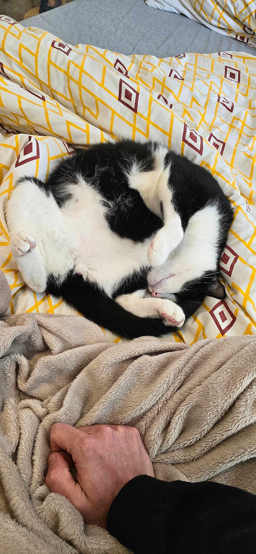 Rocket participe au concours pour gagner de l'argent avec cette photo : cat, black_and_white, sleeping, curled_up, blanket, bed, hand, cozy, fur, paw, indoor, resting, comfort, patterned_bedding, yellow, white, beige, human, relaxation, cute