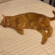 Sunshine joined the competition — help win amazing prizes! animal, bed, bedspread, cat, cozy, cute, domestic_animal, feline, fur, ginger_cat, home, indoor, mammal, paw, pet, relaxed, resting, sleeping, tabby, whiskers