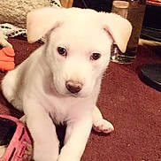 Julie Ramsburg joined the competition — help win amazing prizes! puppy, dog, white_dog, carpet, indoor, pet, cute, animal, young_dog, slipper, glass, water, floor, cozy, domestic, fur, ears, paw, home, curious