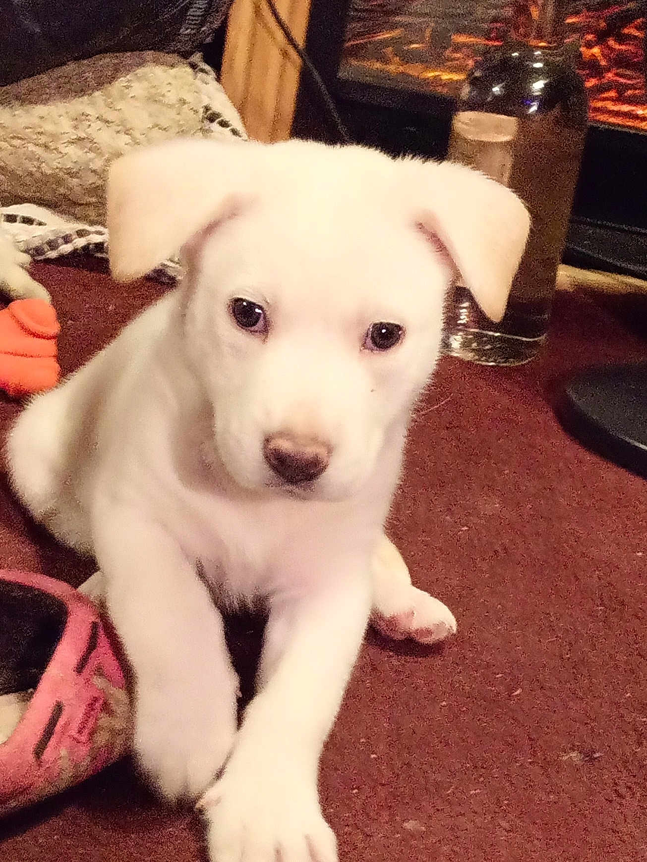 Julie Ramsburg joined the competition — help win amazing prizes! puppy, dog, white_dog, carpet, indoor, pet, cute, animal, young_dog, slipper, glass, water, floor, cozy, domestic, fur, ears, paw, home, curious