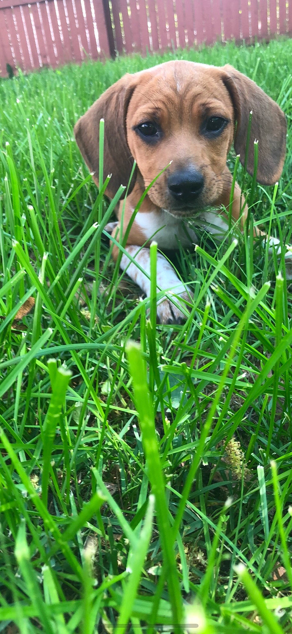 Samsyn is registered to the contest to win money with this photo: bavarian_mountain_hound, canidae, carnivore, companion_dog, dog, dog_breed, english_coonhound, estonian_hound, grass, green, hound, hunting_dog, mammal, plant, puppy, rare_breed_dog, rhodesian_ridgeback, serbian_hound, snout, vertebrate