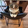 black_leather, cat, chair, cozy, curious, domestic_animal, ears, feline, green_eyes, household, indoor, kitchen, marble_countertop, paws, pet, sitting, tabby, whiskers, white_paws, wooden_floor