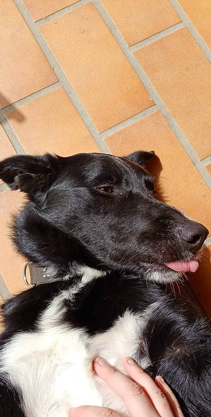 Oreo