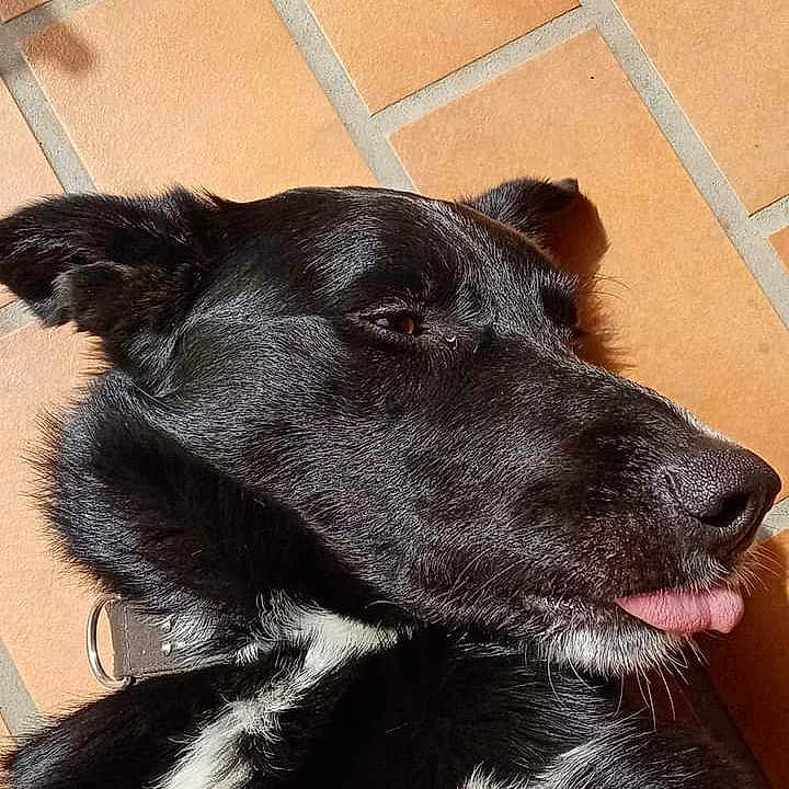 Oreo