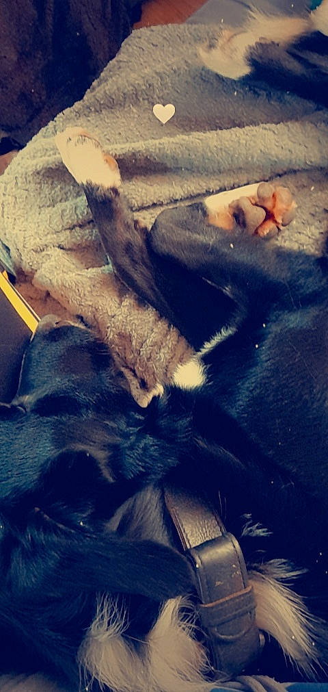 Oreo participe au concours pour gagner de l'argent avec cette photo : beauty, cloud, comfort, companion_dog, cool, electric_blue, foot, fur, human_leg, mammal, metal, meteorological_phenomenon, mountainous_landforms, paw, sky, square, tail, tints_and_shades, vertebrate, wilderness