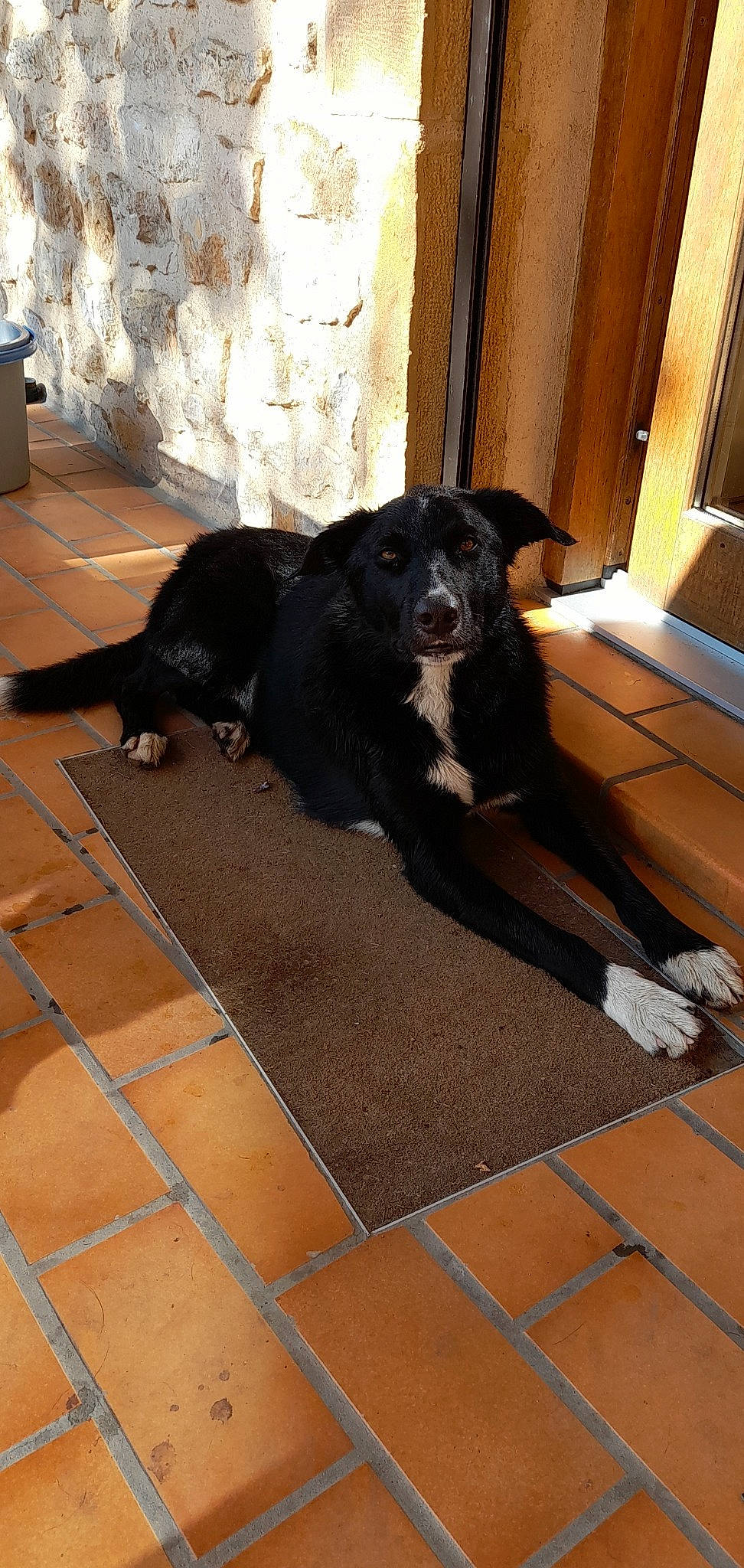 Oreo a rejoint le concours — aidez-le/la à gagner de superbes lots ! borador, canidae, carnivore, companion_dog, dog, dog_breed, door, floor, flooring, fur, hardwood, shadow, snout, sporting_group, tail, tile, tile_flooring, wood, working_animal, working_dog