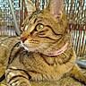 cat, tabby, animal, pet, feline, collar, yellow_eyes, outdoor, sunlight, shadow, texture, pattern, wooden_screen, relaxed, close_up, whiskers, ears, paw, portrait, curious