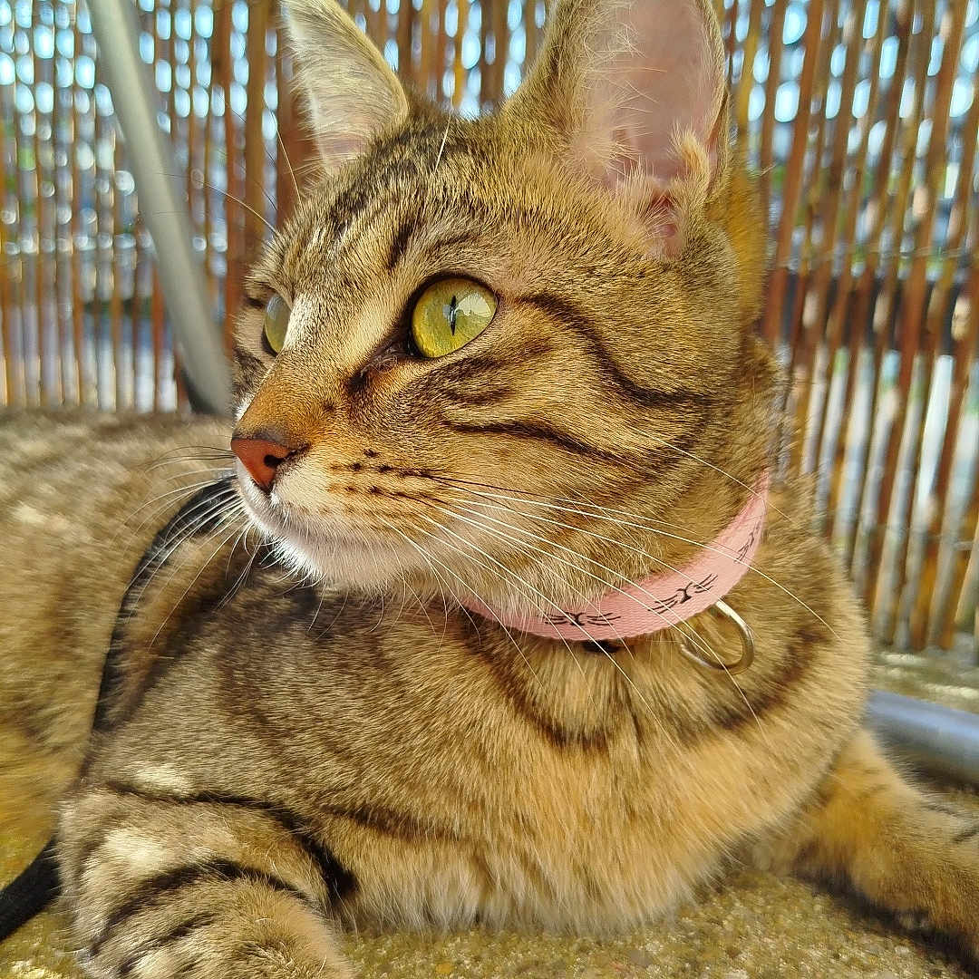 Pika participe au concours pour gagner de l'argent avec cette photo : cat, tabby, animal, pet, feline, collar, yellow_eyes, outdoor, sunlight, shadow, texture, pattern, wooden_screen, relaxed, close_up, whiskers, ears, paw, portrait, curious