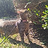 Pika a rejoint le concours — aidez-le/la à gagner de superbes lots ! cat, tabby, leash, outdoor, garden, bush, sunlight, shadow, grass, soil, pet, animal, nature, curious, exploring, greenery, daylight, small_mammal, side_view, feline