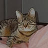 cat, tabby, sleeping, indoor, pet, feline, striped, cute, cozy, resting, pink_blanket, fur, whiskers, animal, relaxed, domestic_cat, bedroom, soft, comfort, peaceful